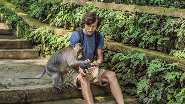 <br />
В Таиланде обезьяна искусала российского туриста<br />
